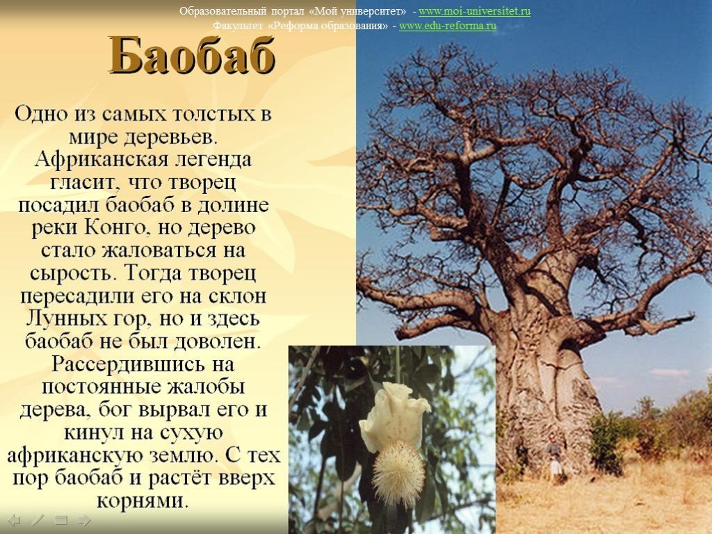 Воспользуйтесь текстом живет на свете баобаб. Баобаб сообщение. Баобаб дерево описание. Сообщение о дереве баобаб. Баобаб фото и описание.