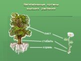 Вегетативные органы высших растений