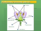 Лепестки Тычинки Пестик Околоцветник Цветоложе Чашелистики Цветоножка. Повторим строение цветка.