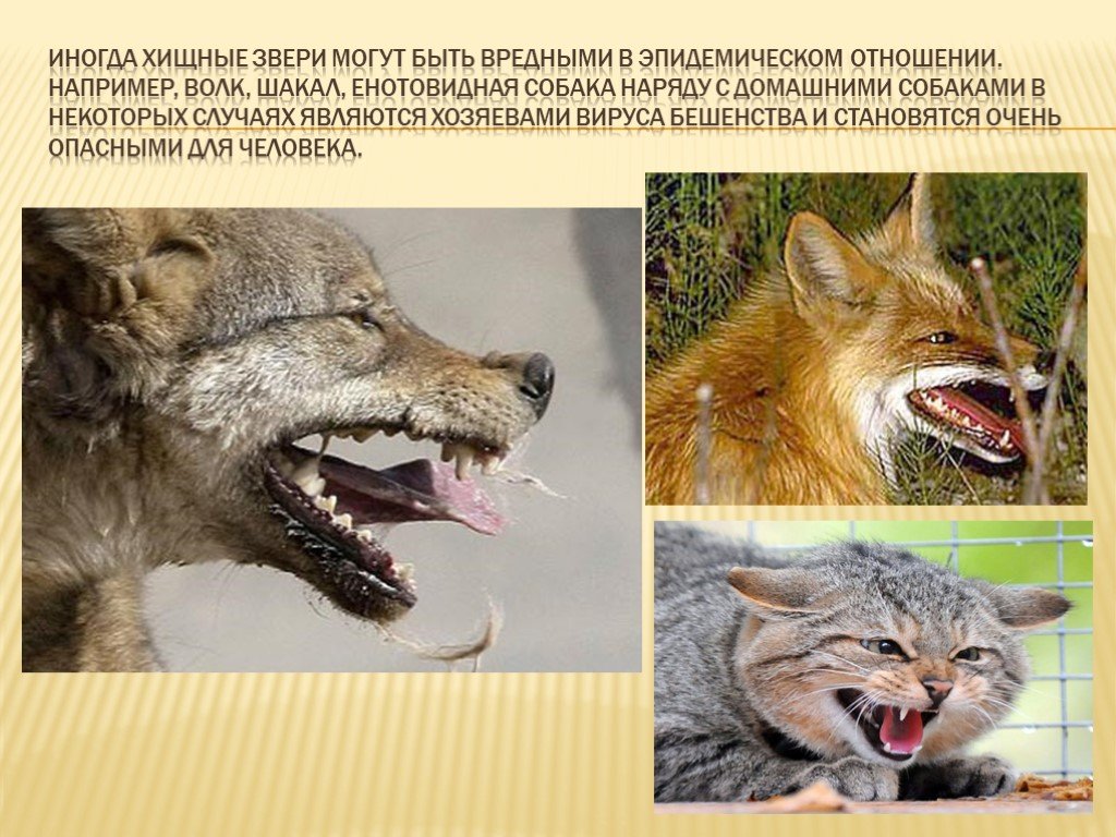 Хищники примеры 3. Вредныеные для человека животные. Волк опасное животное для человека.