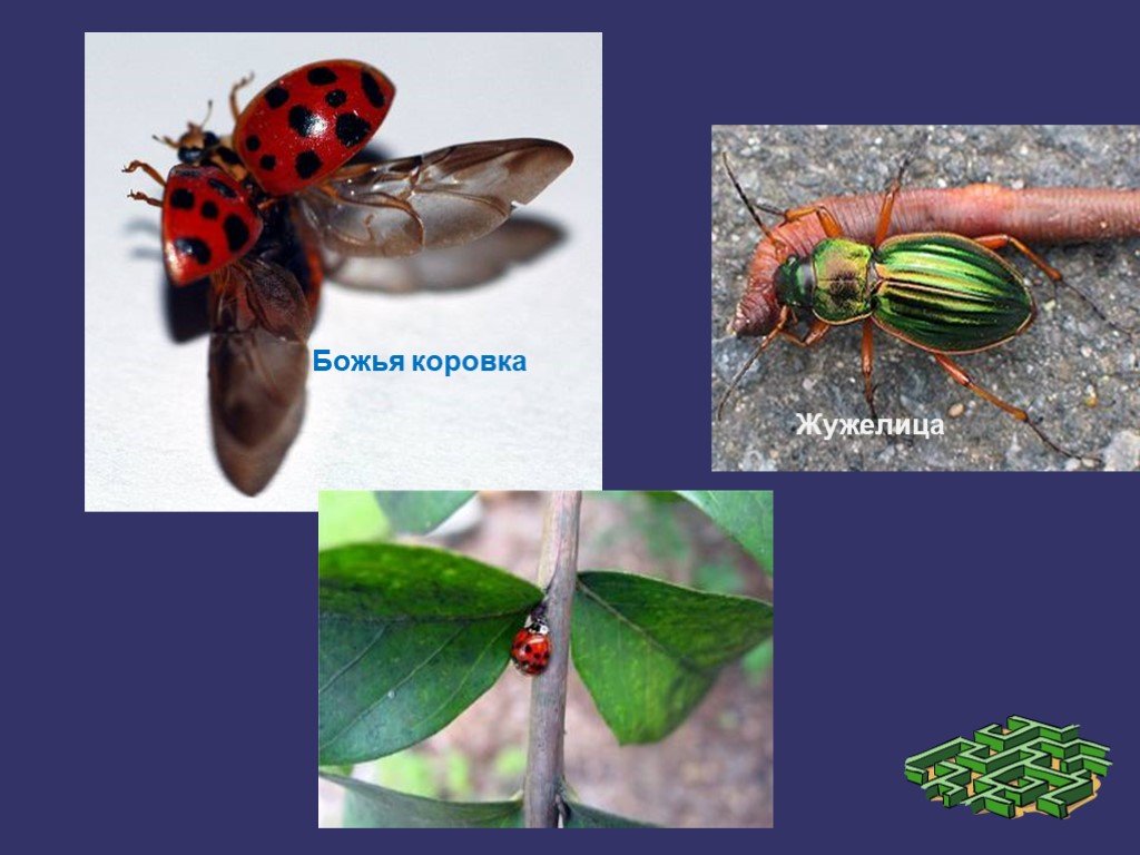 Божья коровка биология. Подряд насекомых отряда. Презентация про насекомых 7 класс биология жужелица.