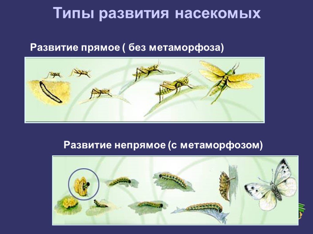 Что такое развитие с метаморфозом. Типы развития насекомых. Отряды насекомых без Метаморфоза. Развитие с метафориоом. Отряды насекомых с прямым развитием.