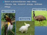 Богат и разнообразен мир птиц: страусы эму, попугай какаду, райские птицы. Райская птица Страус эму Попугай Какаду