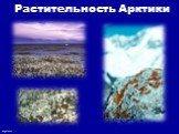 Растительность Арктики
