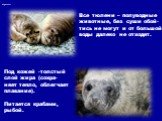 Все тюлени – полуводные животные, без суши обой- тись не могут и от большой воды далеко не отходят. Под кожей -толстый слой жира (сохра- няет тепло, облегчает плавание). Питается крабами, рыбой.