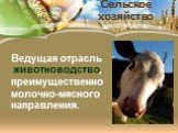 Сельское хозяйство. Ведущая отрасль животноводство, преимущественно молочно-мясного направления.