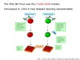 http://resources.emb.gov.hk/envir-ed/globalissue/images/ModifiedTomato.jpg. The first GM food was the FLAVR SAVR tomato Introduced in 1994 it had delayed ripening characteristics