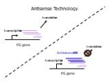 PG gene transcription mRNA translation Antisense mRNA Antisense Technology