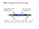 EPSPS Transgene Introduced into Plants. Codon usage modified for efficient expression in plants. promoter. Regulatory sequences recognised by plant (either from plant gene or plant virus gene). In this case 35S CaMV promoter. Agro. EPSPS. Transit peptide from plant gene added to allow chloroplast im