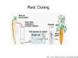 http://www.webschoolsolutions.com/biotech/transgen.htm. Plant Cloning