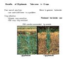 Move to greener herbicide. Benefits of Glyphosate Tolerance in Crops. Can use at any time - can wait until there is a problem. Reduced herbicide use. Very effective - Weeds very sensitive - GM crop very resistant. GM canola surrounded by weeds - glyphosate + glyphosate