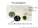 http://catf.bcresearch.com/biotechnology/tissueculture_research.htm. Micropropagation. Callus, undifferentiated mass of plant cells. Seedlings, each from an individual cell