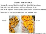 Various Cry genes (CryIA(b), CryIA(c), & Cry9C) have been inserted crops such as corn, cotton, potatoes, & rice Pest must ingest a portion of the plant for the toxin to be effective Within hours the gut breaks down and the pest dies. Insect Resistance. http://www.agbios.com/docroot/articles/