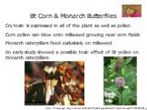 Bt Corn & Monarch Butterflies Cry toxin is expressed in all of the plant as well as pollen Corn pollen can blow onto milkweed growing near corn fields Monarch caterpillars feed exclusively on milkweed An early study showed a possible toxic effect of Bt pollen on monarch caterpillars. http://home