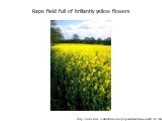 Rape field full of brillantly yellow flowers. http://www.tiscali.co.uk/reference/encyclopaedia/hutchinson/m0011652.html