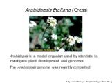 http://www.teedrogen.info/systematik/7_bilder/ara-th-1.jpg. Arabidopsis thaliana (Cress). Arabidopsis is a model organism used by scientists to investigate plant development and genomics The Arabidopsis genome was recently completed