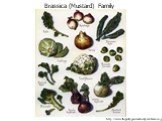 http://www.thegutsygourmet.net/post-brassica.jpg. Brassica (Mustard) Family