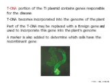 T-DNA portion of the Ti plasmid contains genes responsible for the disease T-DNA becomes incorporated into the genome of the plant Part of the T-DNA may be replaced with a foreign gene and used to incorporate this gene into the plant’s genome A marker is also added to determine which cells have the 