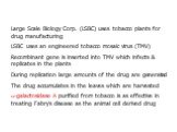 Large Scale Biology Corp. (LSBC) uses tobacco plants for drug manufacturing LSBC uses an engineered tobacco mosaic virus (TMV) Recombinant gene is inserted into TMV which infects & replicates in the plants During replication large amounts of the drug are generated The drug accumulates in the lea