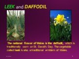 LEEK and DAFFODIL. The national flower of Wales is the daffodil, which is traditionally worn on St. David’s Day. The vegetable called leek is also a traditional emblem of Wales.