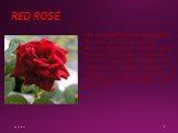 RED ROSE. The national flower of England is the rose. The flower has been adopted as England’s emblem since the time of the Wars of the Roses - civil wars (1455-1485) between the royal house of Lancaster (whose emblem was a red rose) and the royal house of York (whose emblem was a white rose).