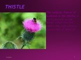 THISTLE. The national flower of Scotland is the thistle, a prickly-leaved purple flower which was first used in the 15th century as a symbol of defence.