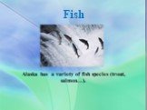Fish. Alaska has a variety of fish species (trout, salmon…).