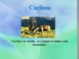 Caribou. Caribou in Alaska are found in tundra and mountains.