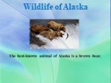 Wildlife of Alaska. The best-known animal of Alaska is a brown bear.