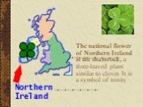 The national flower of Northern Ireland is the shamrock, a three-leaved plant similar to clover. It is a symbol of trinity