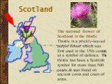 Thistle is a prickly-leaved purple flower which was first used in the 15th century as a symbol of defence. The thistle has been a Scottish symbol for more than 500 years. It was found on ancient coins and coats of arms. The national flower of Scotland is the thistle