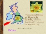 The national flower of Wales is the daffodil, which is traditionally worn on St. David’s Day.