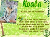 oalas are small animals. They have small yellow eyes, a round black nose and big ears. Koalas eat only plants. Koalas are made for climbing. They can climb well. Koala Koalas live in Australia.