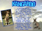 KANGAROO. A hundred species of the kangaroo family live in the open places of Australia. They eat grass and the leaves of small trees. The kangaroo's body is specially built for jumping. This kind of animals has become endangered because of destruction of their habitat. There are special wild – life