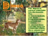 INGO. The dingo is an animal which looks like the domestic dog. It lives in Australia and hunts kangaroos, rabbits, land birds and echidnas. It also runs down and kills sheep and cattle. Like wolves, these animals hunt alone or in packs.