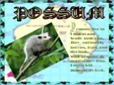 POSSUM. ossums live in Central and South Australia. They eat insects, berries, fruit, and dog food. Wild possums do not live very long. People kill possums as food.