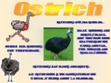 Ostrich. An ostrich egg is the largest egg in the world. It weighs about 1.4 kilograms. Ostriches live in Australia. Ostriches eat plants and insects. People kill ostriches for their plumage. Male ostriches are mostly black, but they have white feathers on the wings and tail. The females are usually