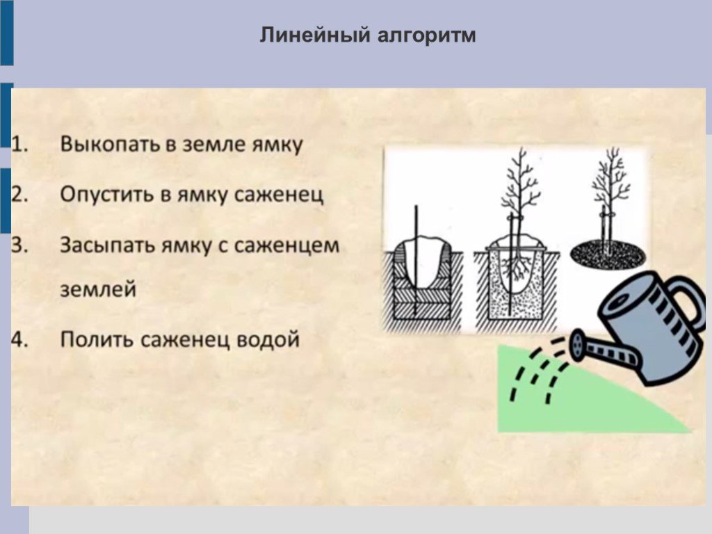 Укажите правильный способ. Алгоритм линейных и разветвленных типов в детском саду. Алгоритмы линейных и разветвленных типов для дошкольников. Начало выкопать в земле ямку опустить в ямку саженец. Рисунок опустить в ямку саженец.