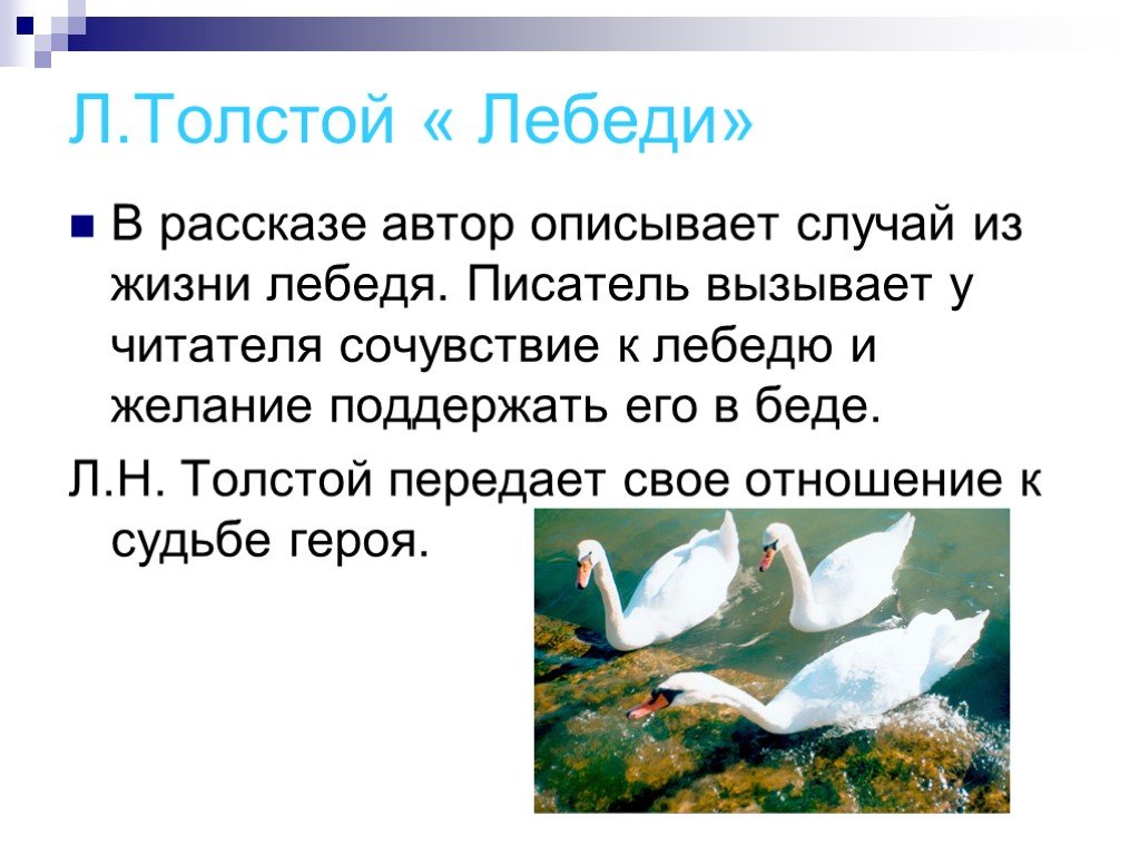 Эпитеты в рассказе лебеди. Произведение Толстого про лебедя 3 класс. Рассказ Льва Николаевича Толстого лебеди.