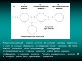 Антигенсвязывающий участок антител (I) содержит эпитопы (идиотопы), в ответ на которые образуются антиидиотипические антитела (II). Если идиотоп достаточно точно воспроизводит конфигурацию антигенсвязывающего участка, антитела к нему имеют сходную конфигурацию с эпитопом антигена. Поэтому специфично