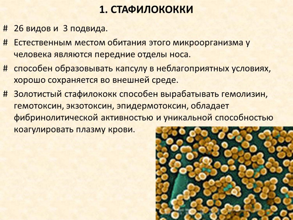 Staphylococcus aureus 3. Золотистый стафилококк анаэроб. Болезни вызванные золотистым стафилококком. Золотистый стафилокоо. Бактерия золотистый стафилококк.