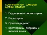 Патологические изменения органов мошонки. Гидроцеле и сперматоцеле Варикоцеле Орхоэпидидимит Крипторхизм, анархизм и эктопия яичка