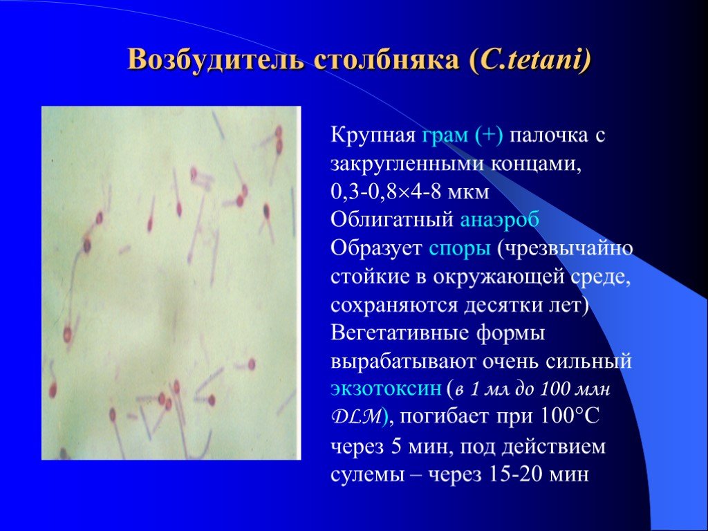 Столбняк эпидемиология. Столбнячная палочка Clostridium tetani. Столбнячная палочка микробиология. Столбнячная палочка микроскоп. Клостридии столбняка микробиология.