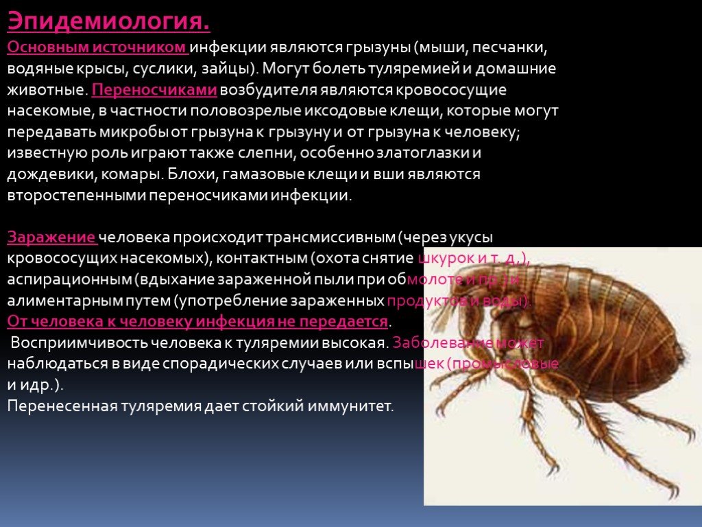 Источником заболевания являются животные. Туляремия насекомые переносчики. Специфический переносчик туляремии. Переносчики возбудителей заболеваний. Туляремия переносчики клещи.