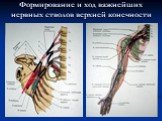 Формирование и ход важнейших нервных стволов верхней конечности