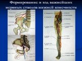 Формирование и ход важнейших нервных стволов нижней конечности