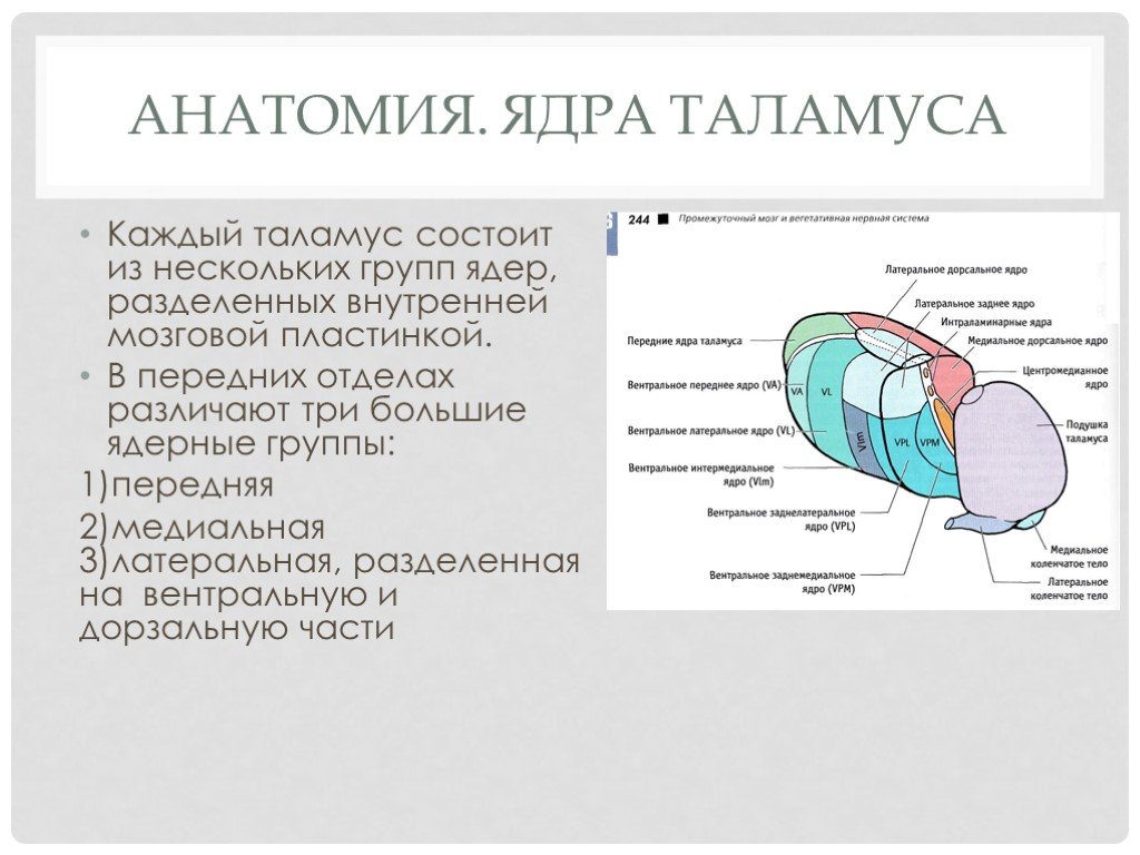 Функции таламуса промежуточного мозга. Ядра таламуса схема анатомия. Заднее вентральное ядро таламуса. Таламус строение ядра. Задние ядра таламуса функции.