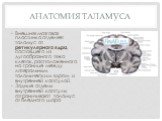 Внешняя мозговая пластинка отделяет таламус от ретикулярного ядра, состоящего из дугообразного тяжа клеток, расположенного на границе между латеральным таламическим ядром и внутренней капсулой. Задние отделы внутренней кап­сулы отграничивают таламус от бледного шара