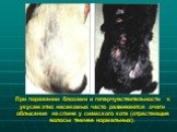 При поражении блохами и гиперчувствительности к укусам этих насекомых часто развиваются очаги облысения на спине у сиамского кота (отрастающие волосы темнее нормальных).