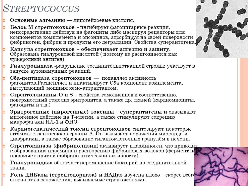 Тест стрептококк группы а. Пиогенные стрептококки. Альфа гемолитический стрептококк. Стрептококк группы а.